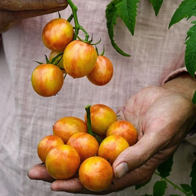 LITTLE SUN SEEDS | BUMBLEBEE TOMATO