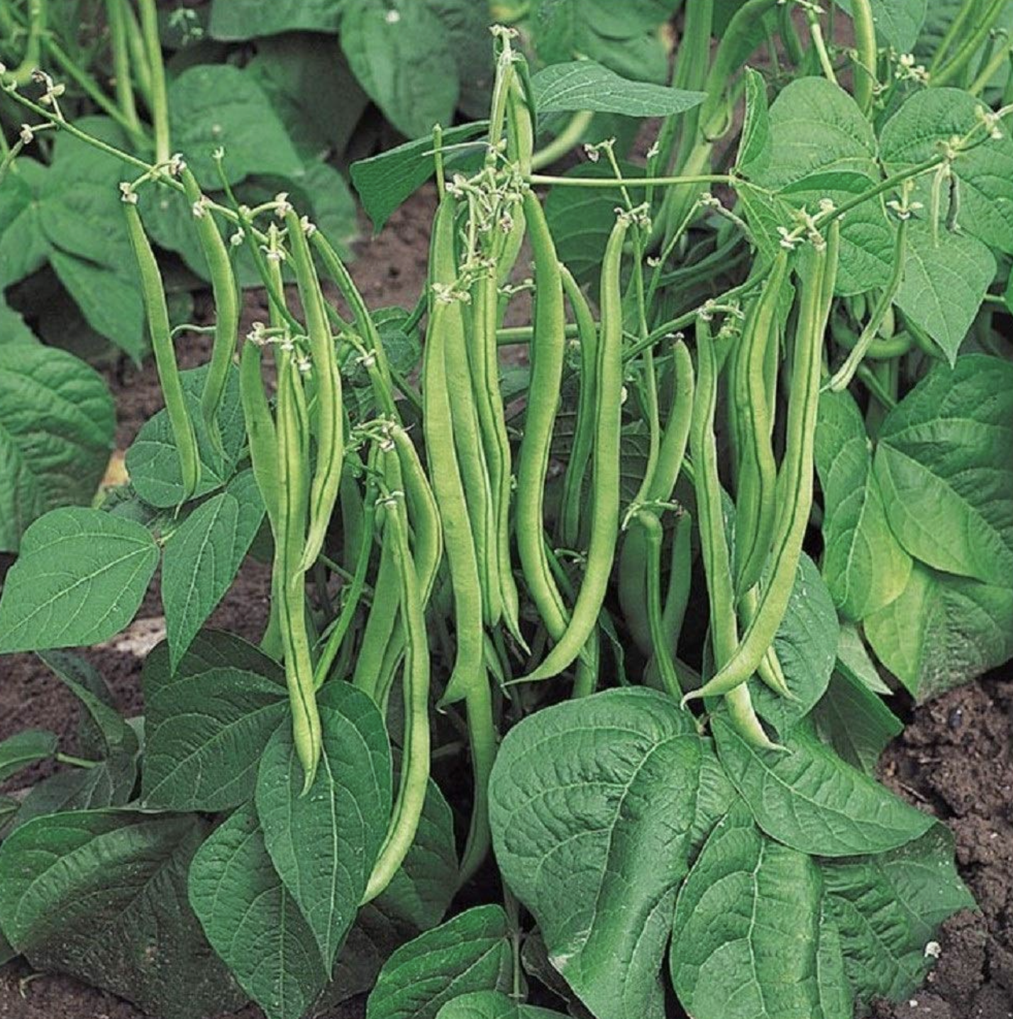 LITTLE SUN SEEDS | DWARF BEANS