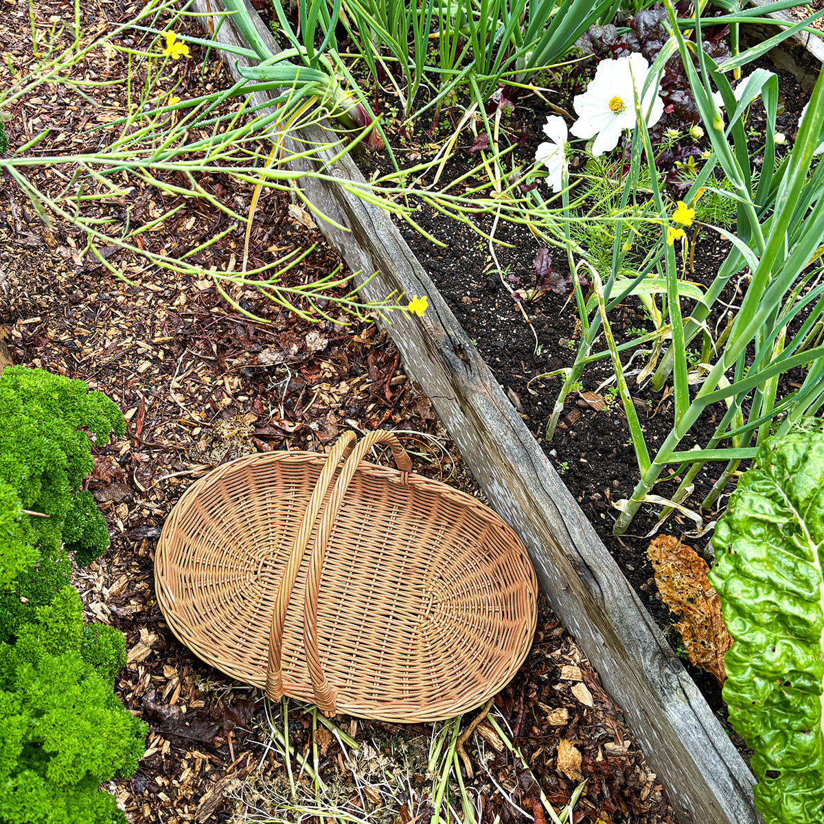 DAHLIA | GARDEN & FLOWER TRUG