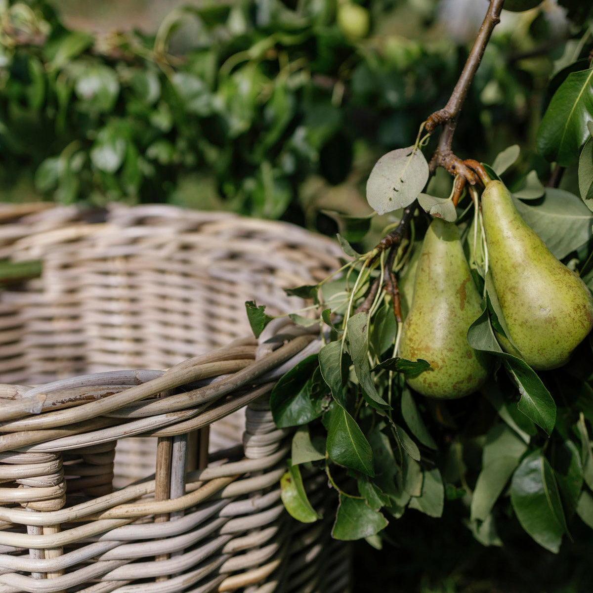 GEORGE | LARGE RATTAN BASKET