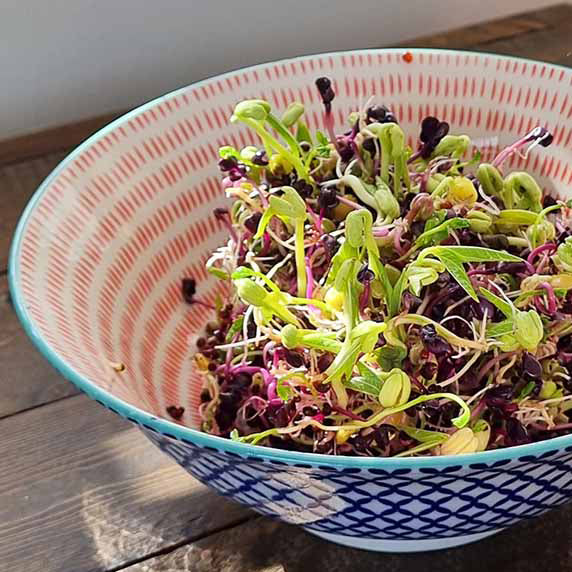 GOODLIFE | SPROUTING KITS