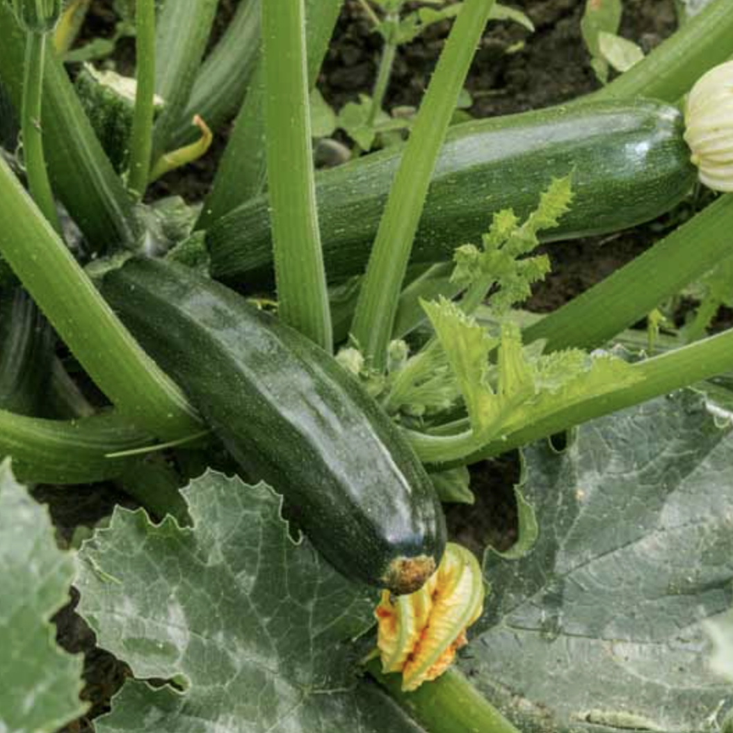 LITTLE SUN SEEDS | ORGANIC GREEN ZUCCHINI