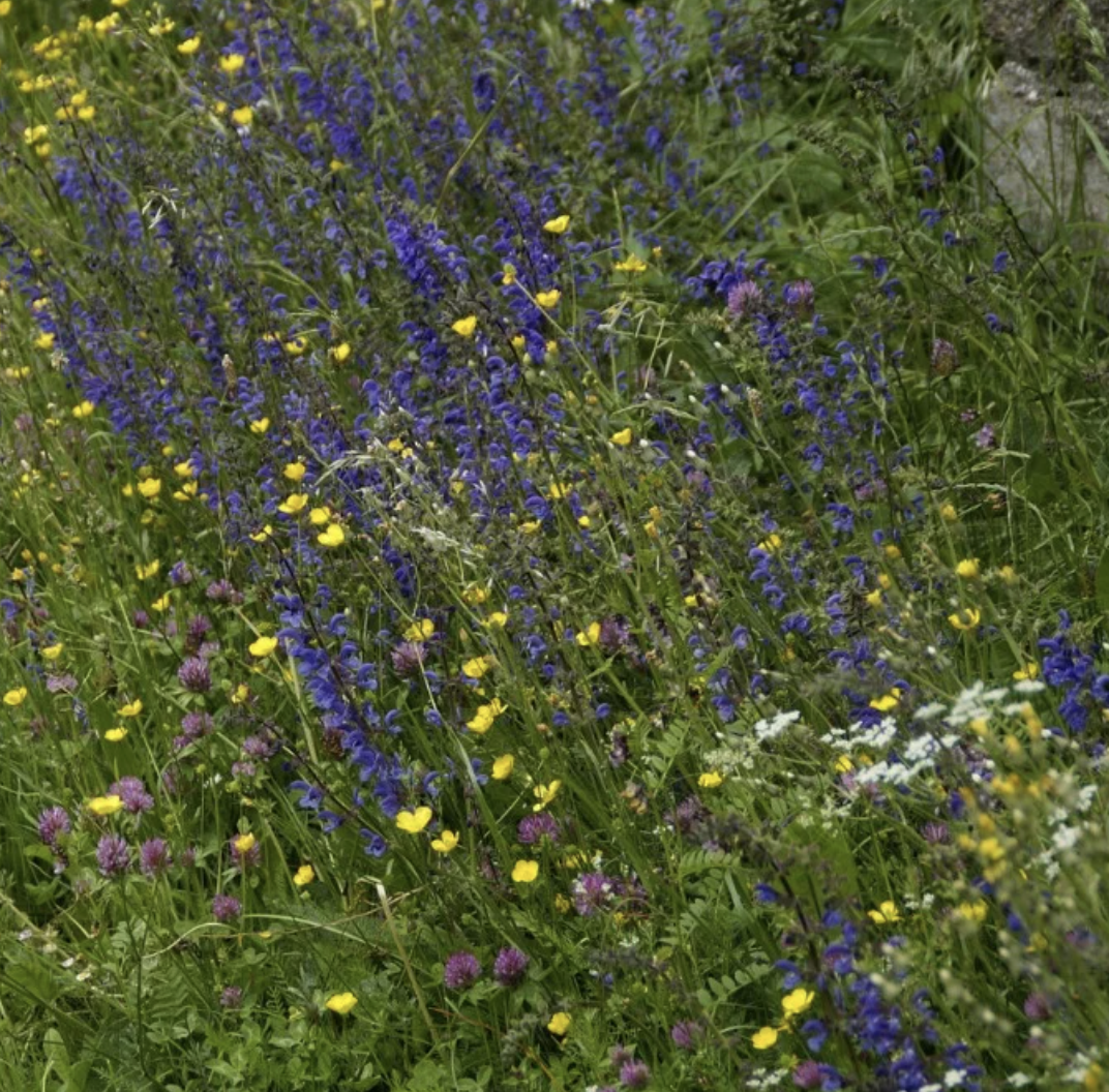 LITTLE SUN SEEDS | HAPPY INSECT BLEND