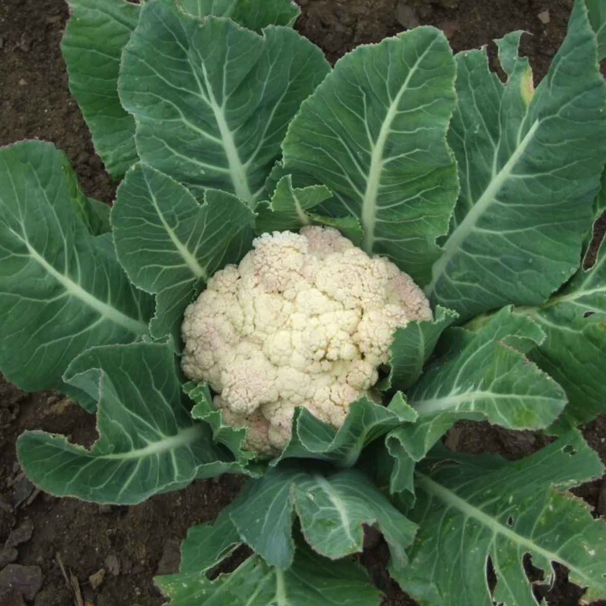 LITTLE SUN SEEDS | ORGANIC CAULIFLOWER