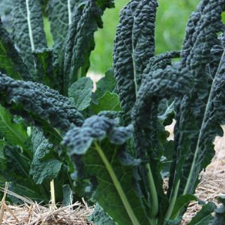 LITTLE SUN SEEDS | CAVOLO NERO