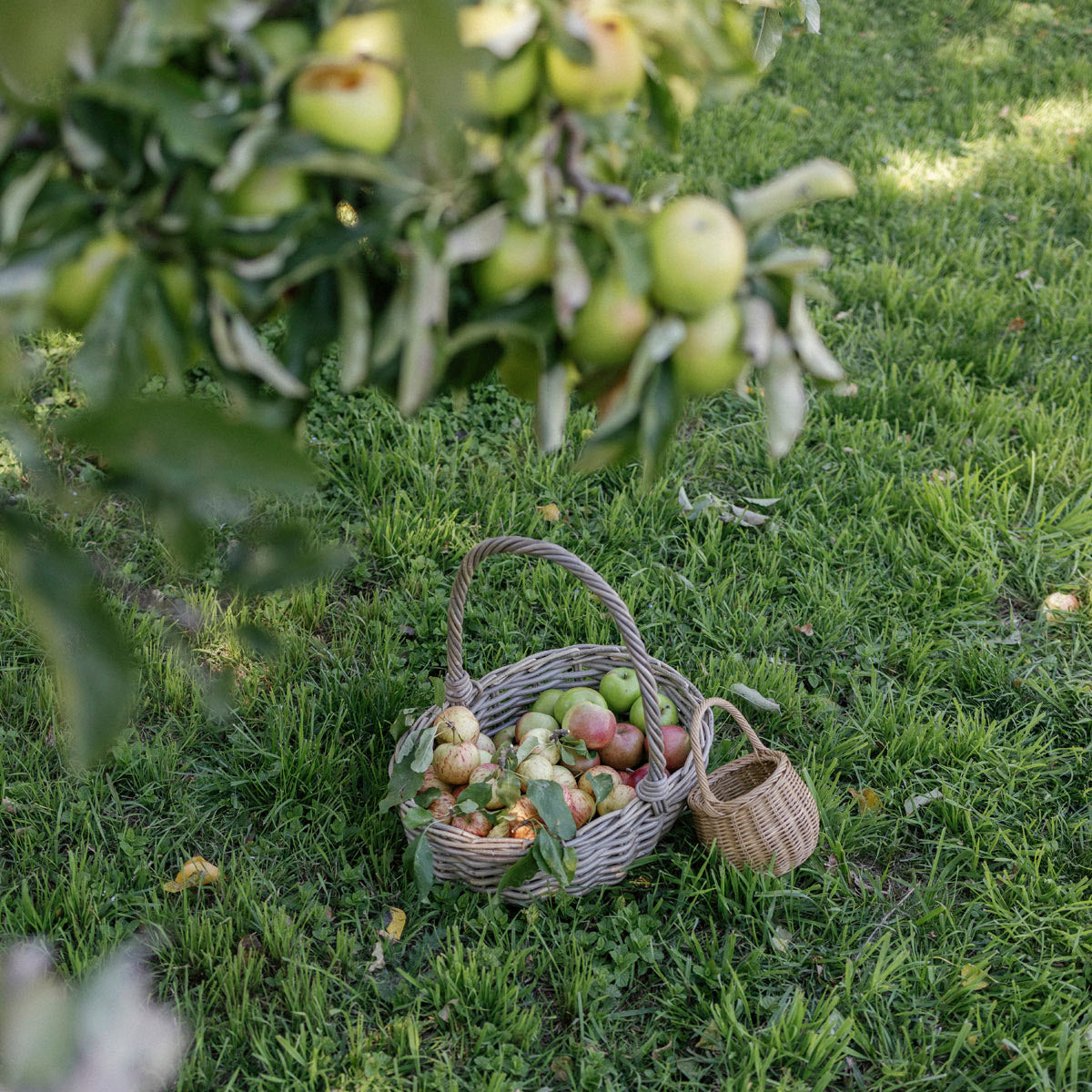 Baskets filled with apples on the grass next to an apple tree