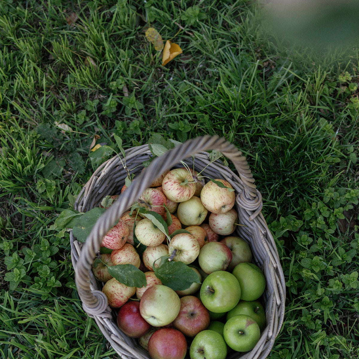 Basket of apples on a grassy background