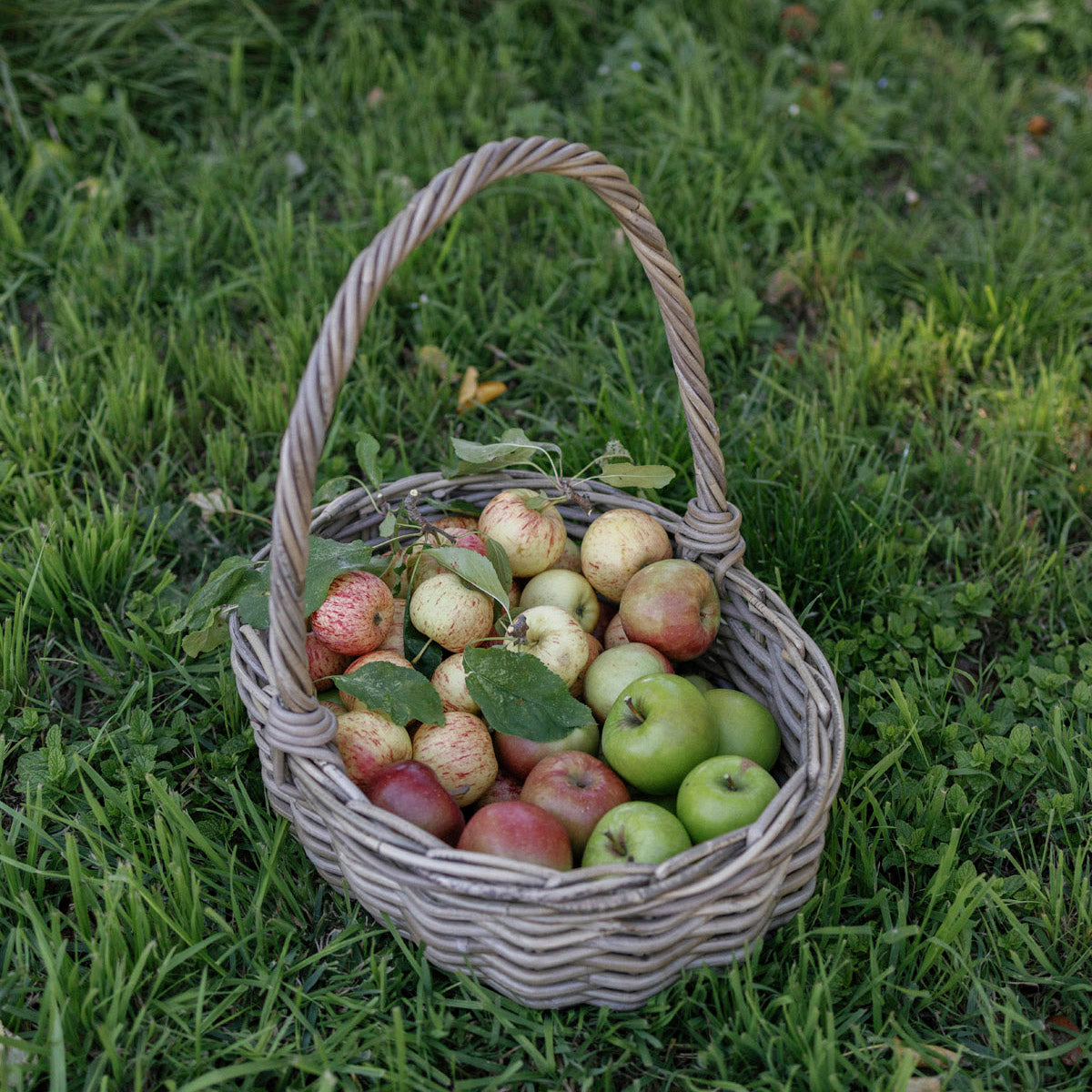 Wicker basket filled with green and red apples on grass