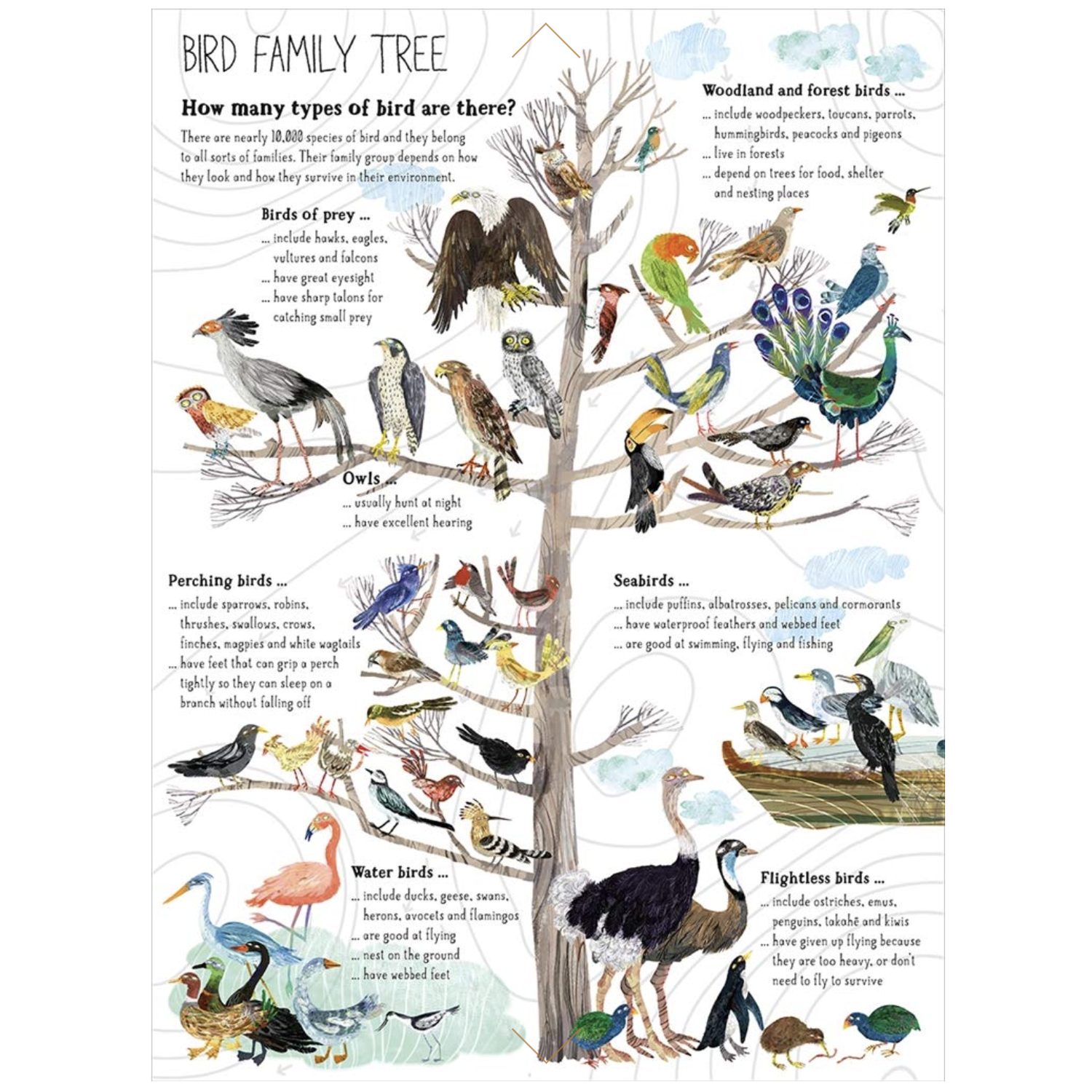 THE BIG BOOK OF BIRDS | YUVAL ZOMMER