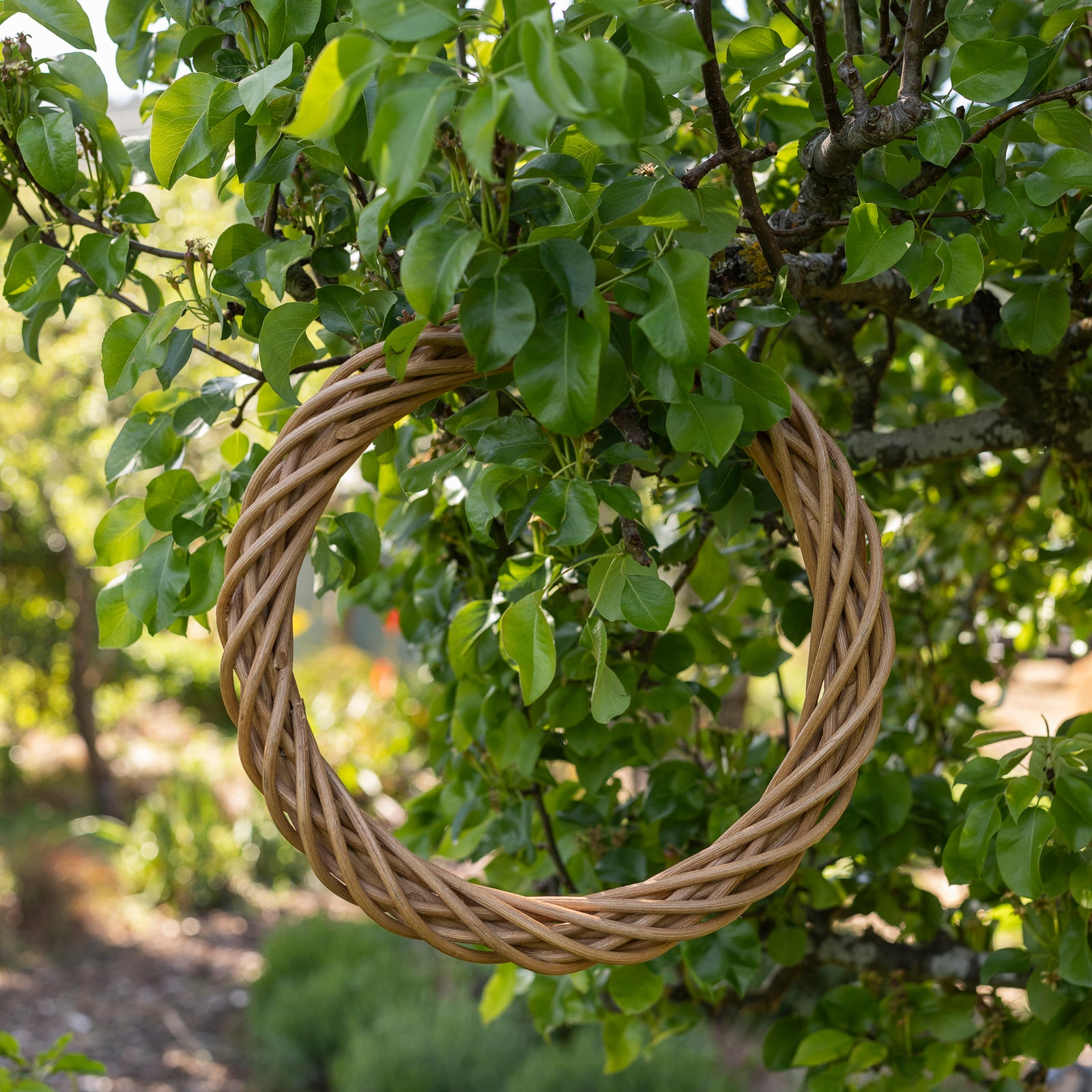 Rattan wreath. Plain wreath for flower arranging.