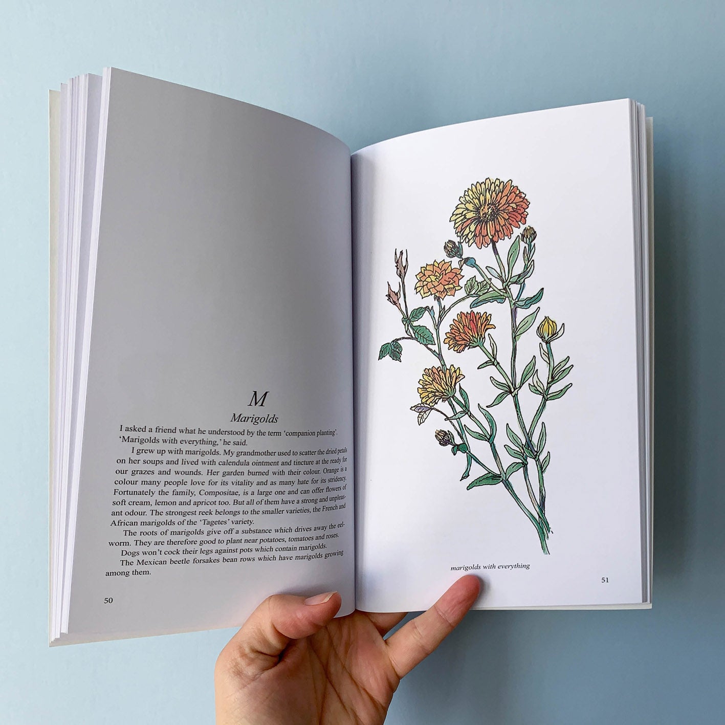 COMPANION PLANTING IN NEW ZEALAND