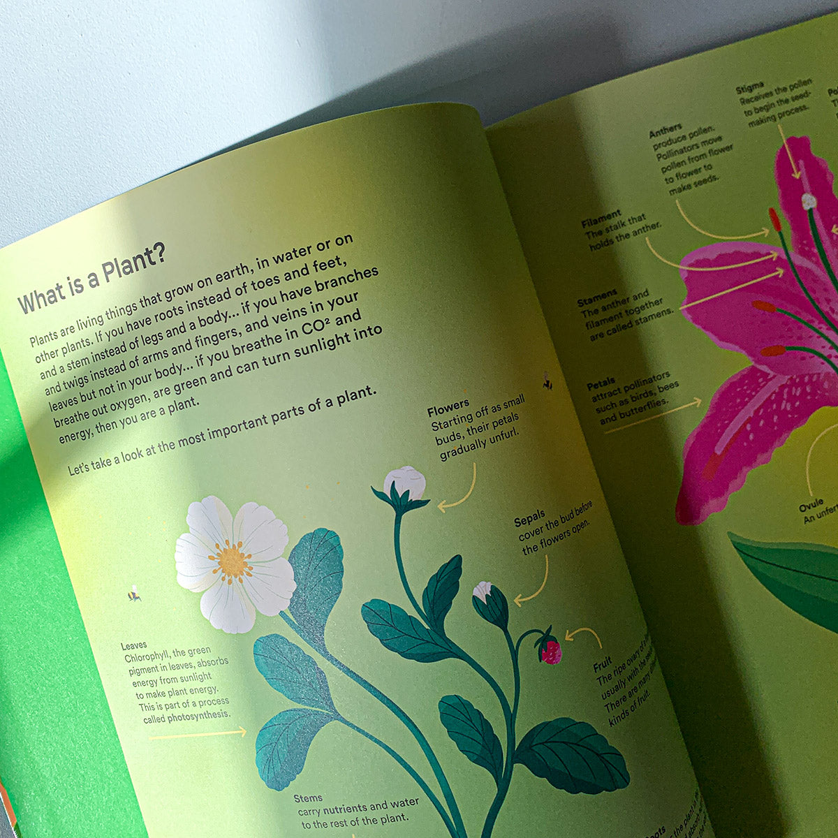 A HOME FOR EVERY PLANT