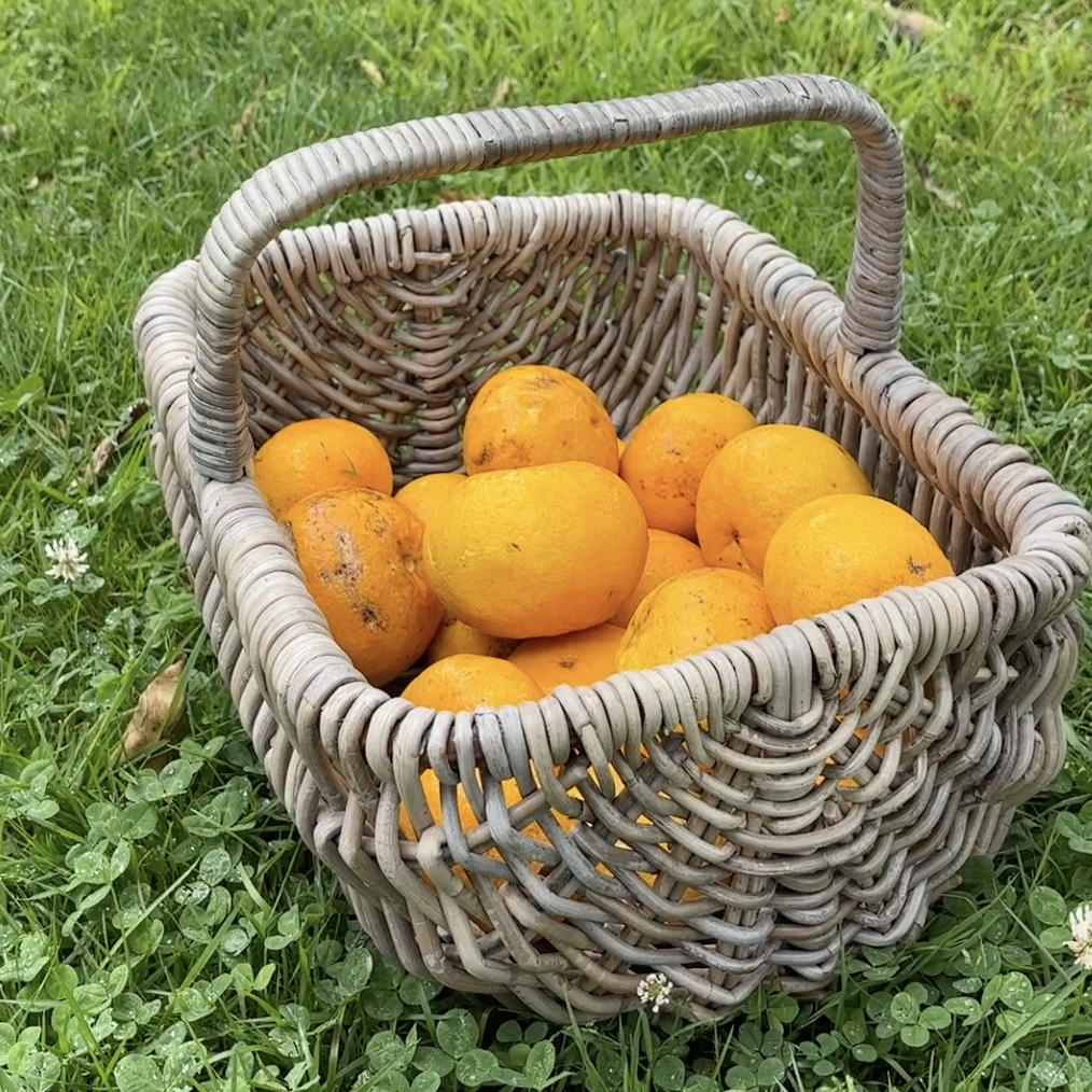 DOT | RATTAN SHOPPING BASKET