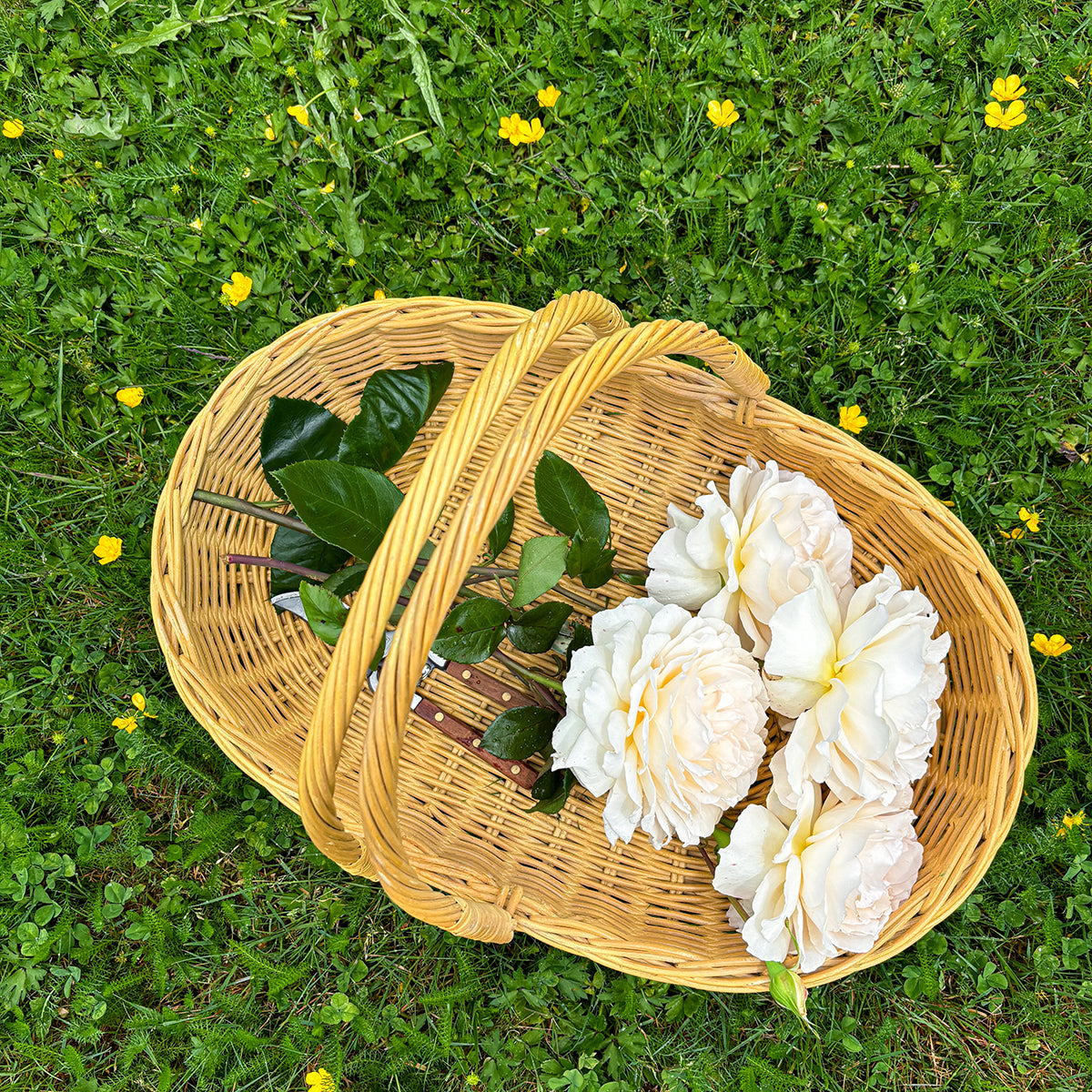 DAHLIA | GARDEN & FLOWER TRUG