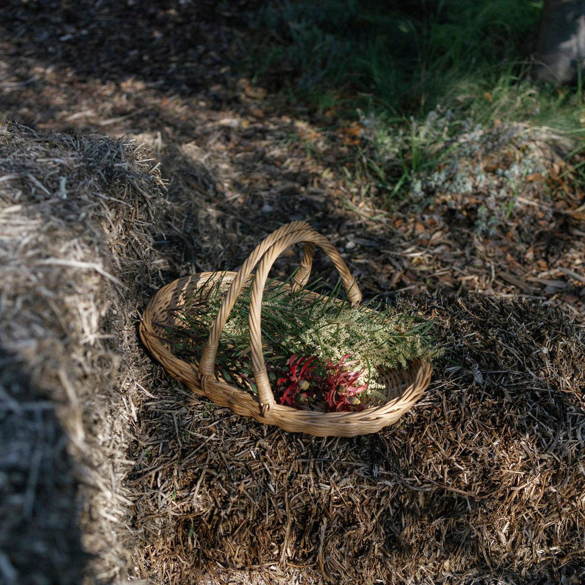 A natural wicker basket filled with greenery and red berries, placed on mulch outdoors in dappled sunlight.