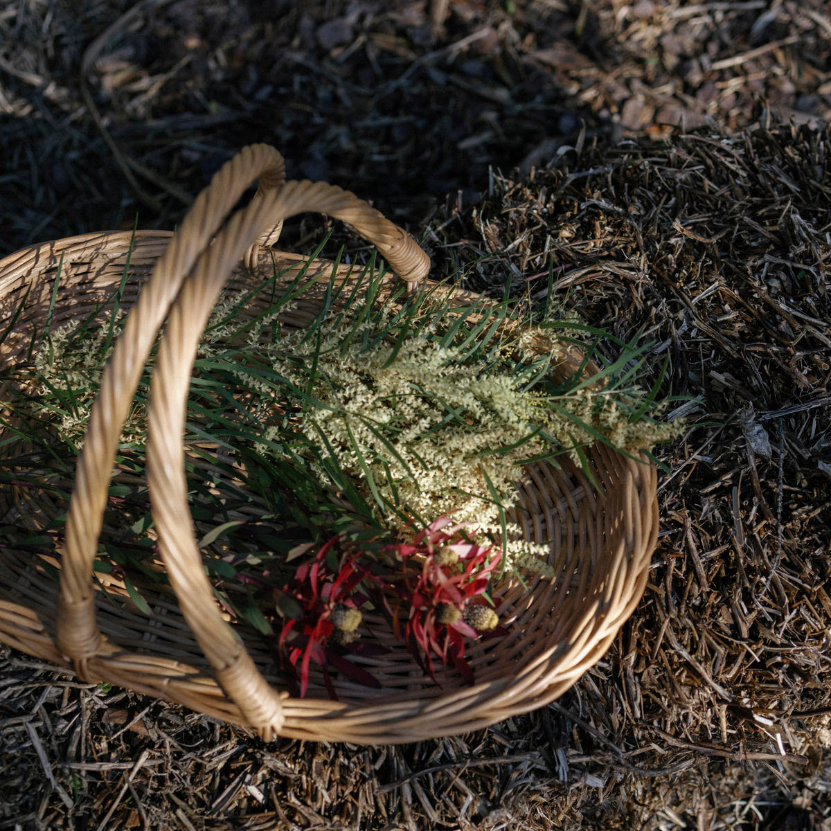 A natural woven wicker basket with twisted handles, filled with green foliage and small red flowers, placed on dark mulch outdoors.