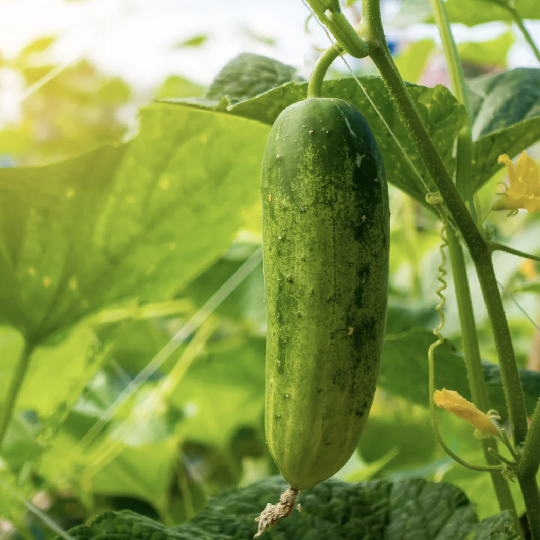 LITTLE SUN SEEDS | ORGANIC CUCUMBER