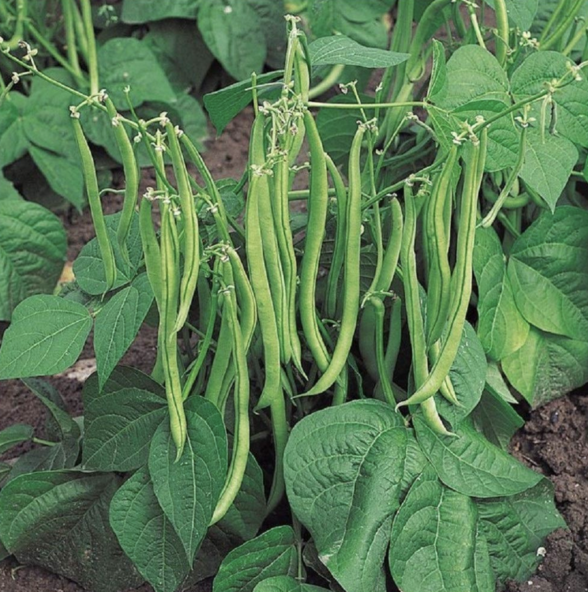 LITTLE SUN SEEDS | DWARF BEANS