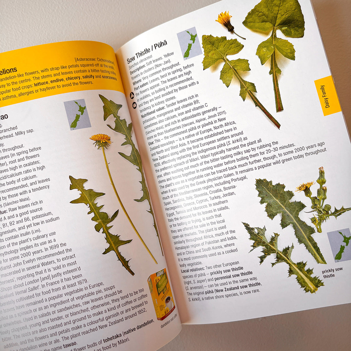 EDIBLE WEEDS HANDBOOK