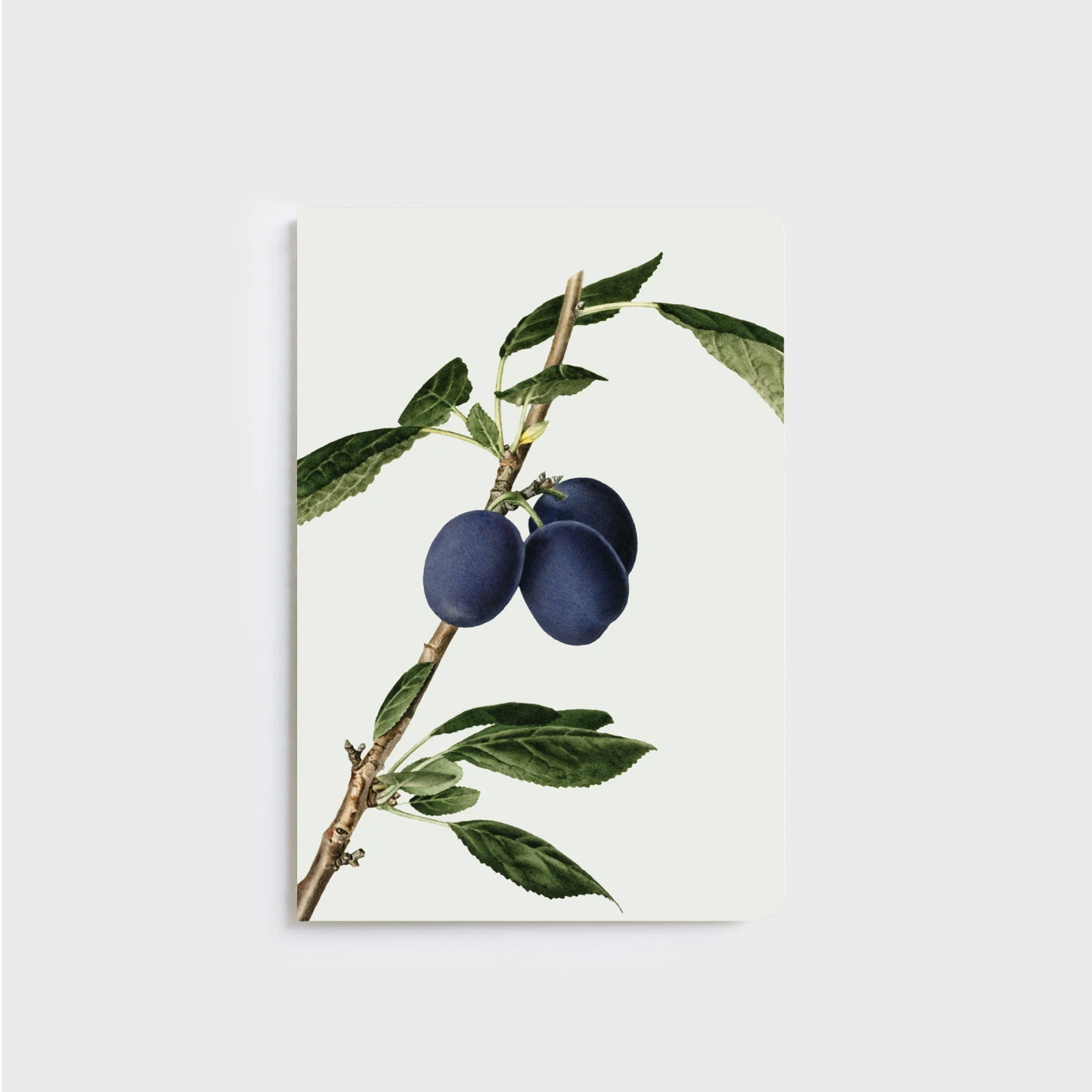FATHER RABBIT STATIONERY | A5 NOTEBOOKS