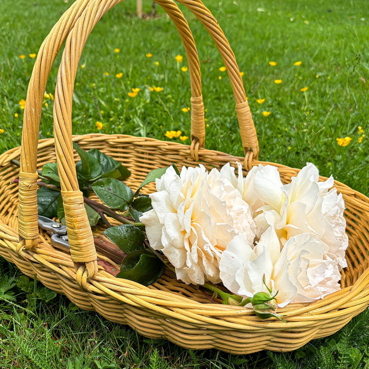 DAHLIA | GARDEN & FLOWER TRUG