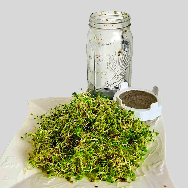 GOODLIFE | BROCCOLI SPROUTS