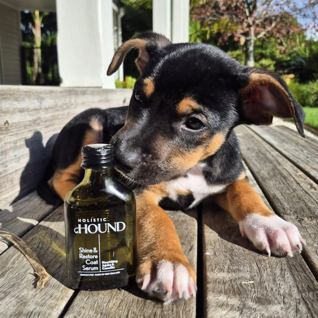 HOLISTIC HOUND | SHINE & RESTORE COAT SERUM