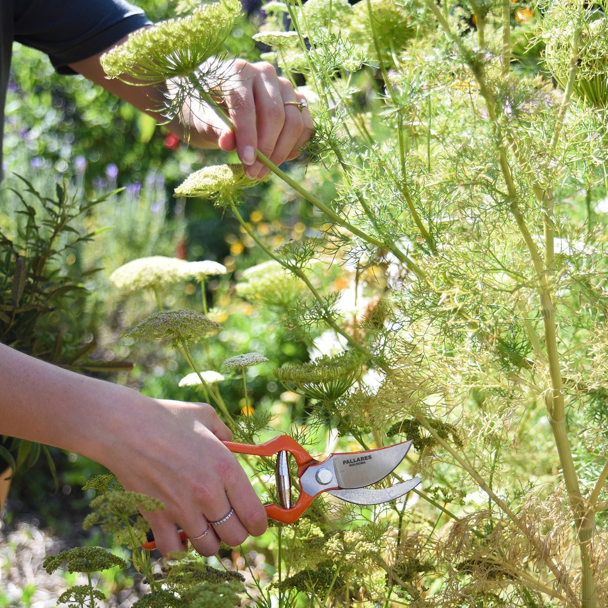 PALLARÈS PRUNING SHEARS | CARBON STEEL
