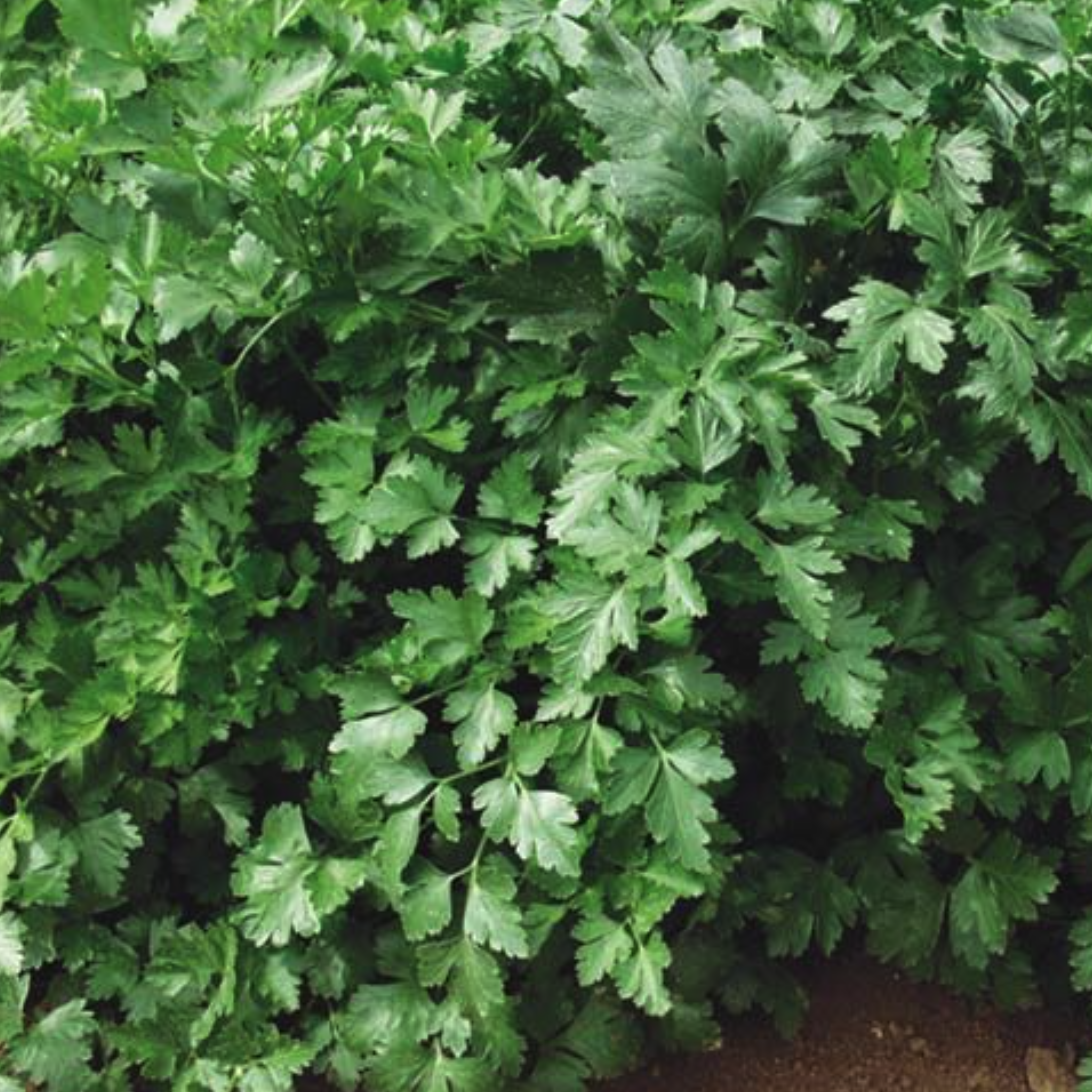 LITTLE SUN SEEDS | ORGANIC ITALIAN PARSLEY
