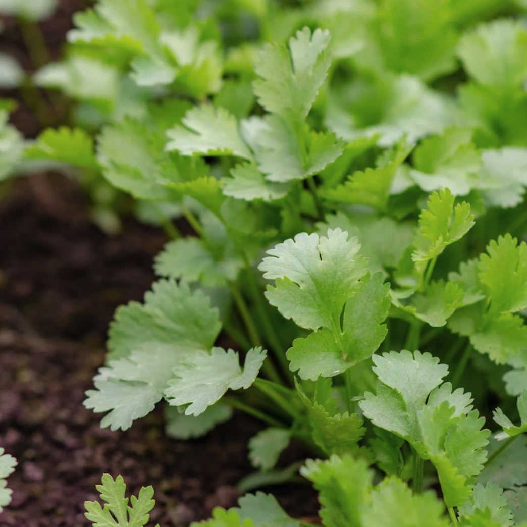LITTLE SUN SEEDS | CORIANDER