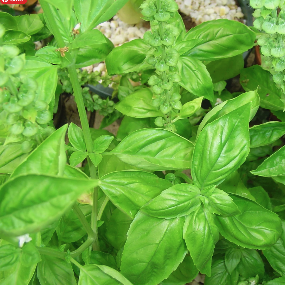LITTLE SUN SEEDS | BASIL