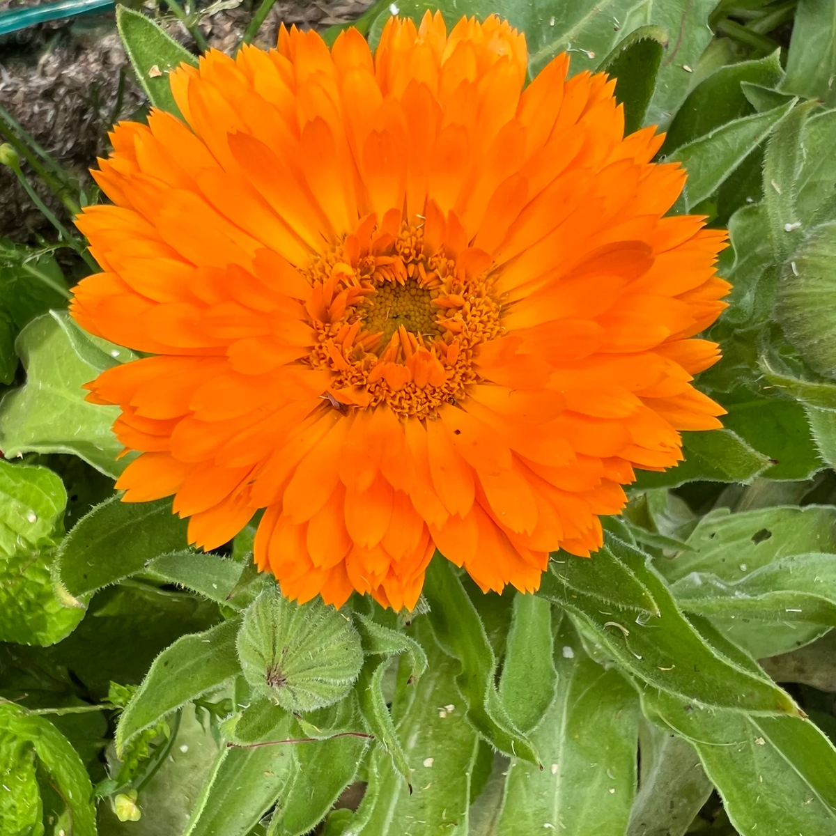 LITTLE SUN SEEDS | CALENDULA