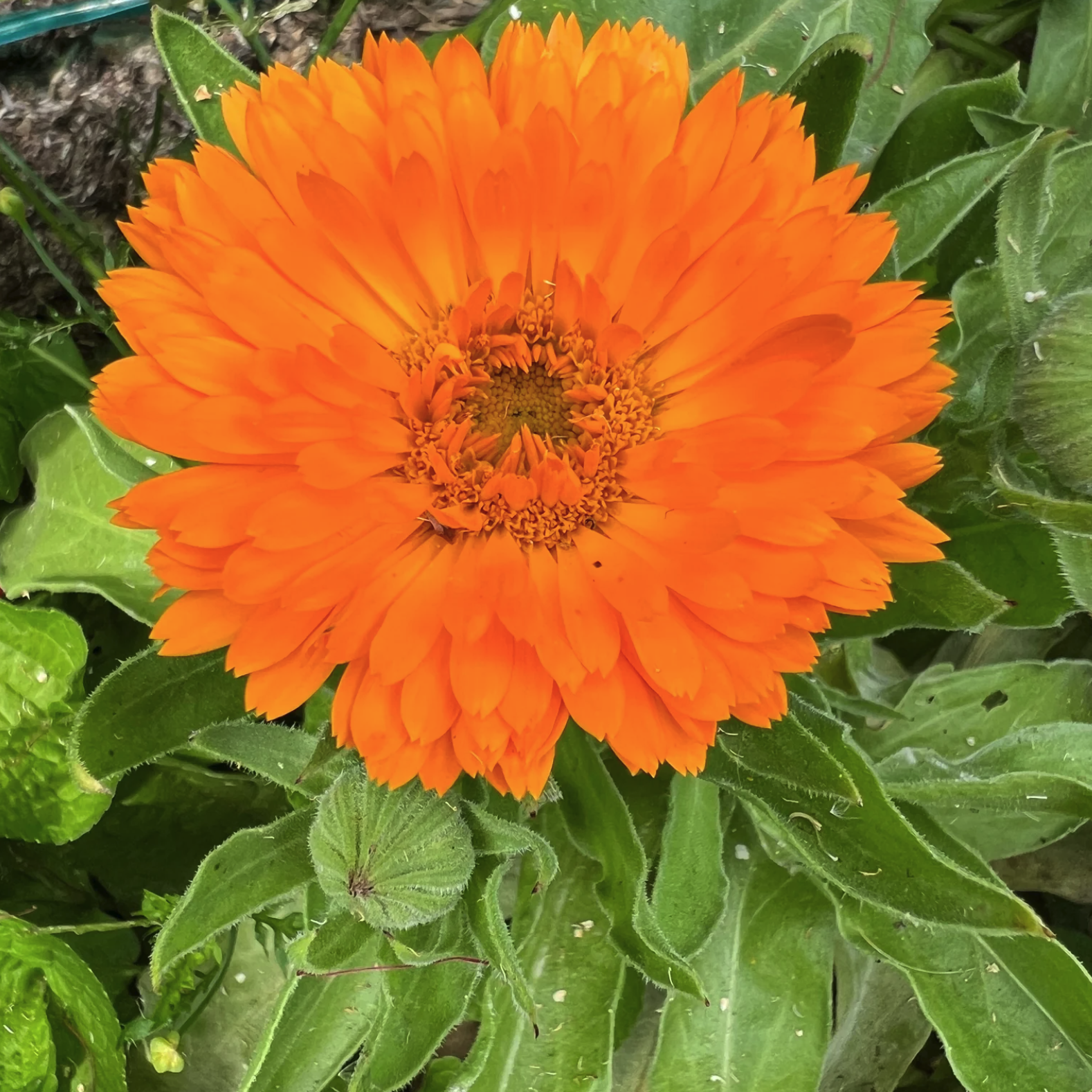 LITTLE SUN SEEDS | CALENDULA