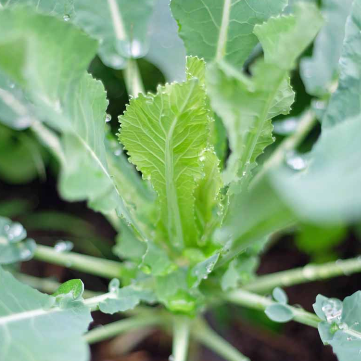 LITTLE SUN SEEDS | ORGANIC CAULIFLOWER