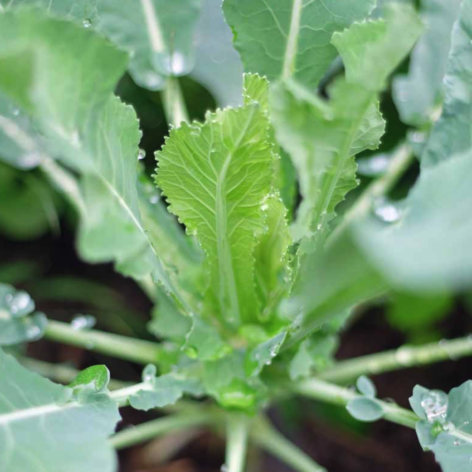 LITTLE SUN SEEDS | ORGANIC CAULIFLOWER