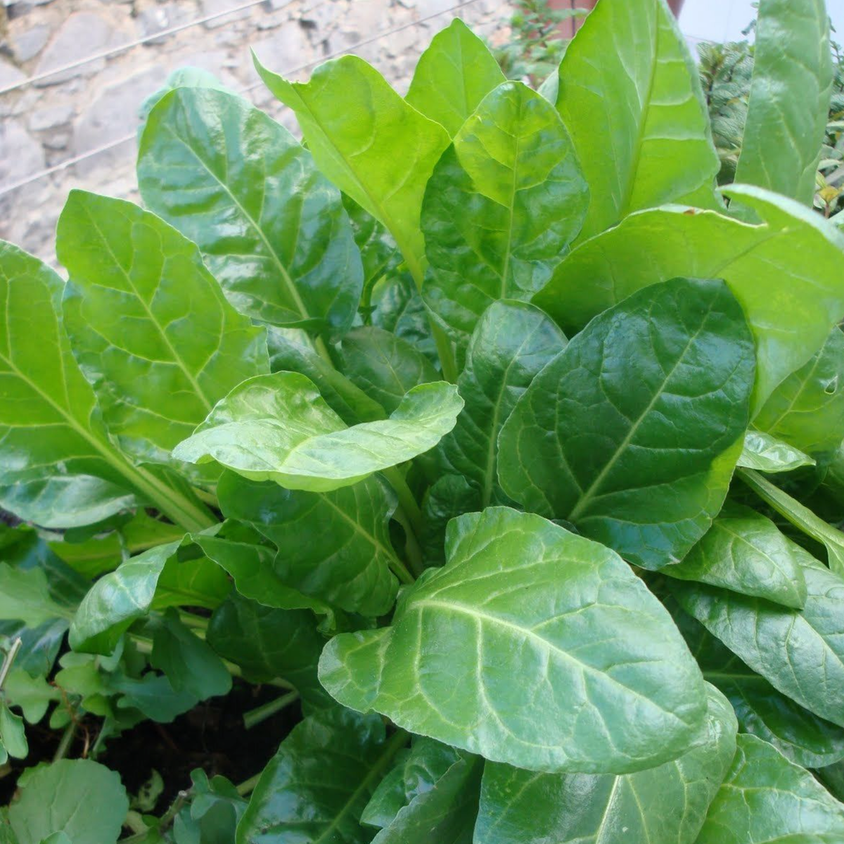 LITTLE SUN SEEDS | PERPETUAL SPINACH