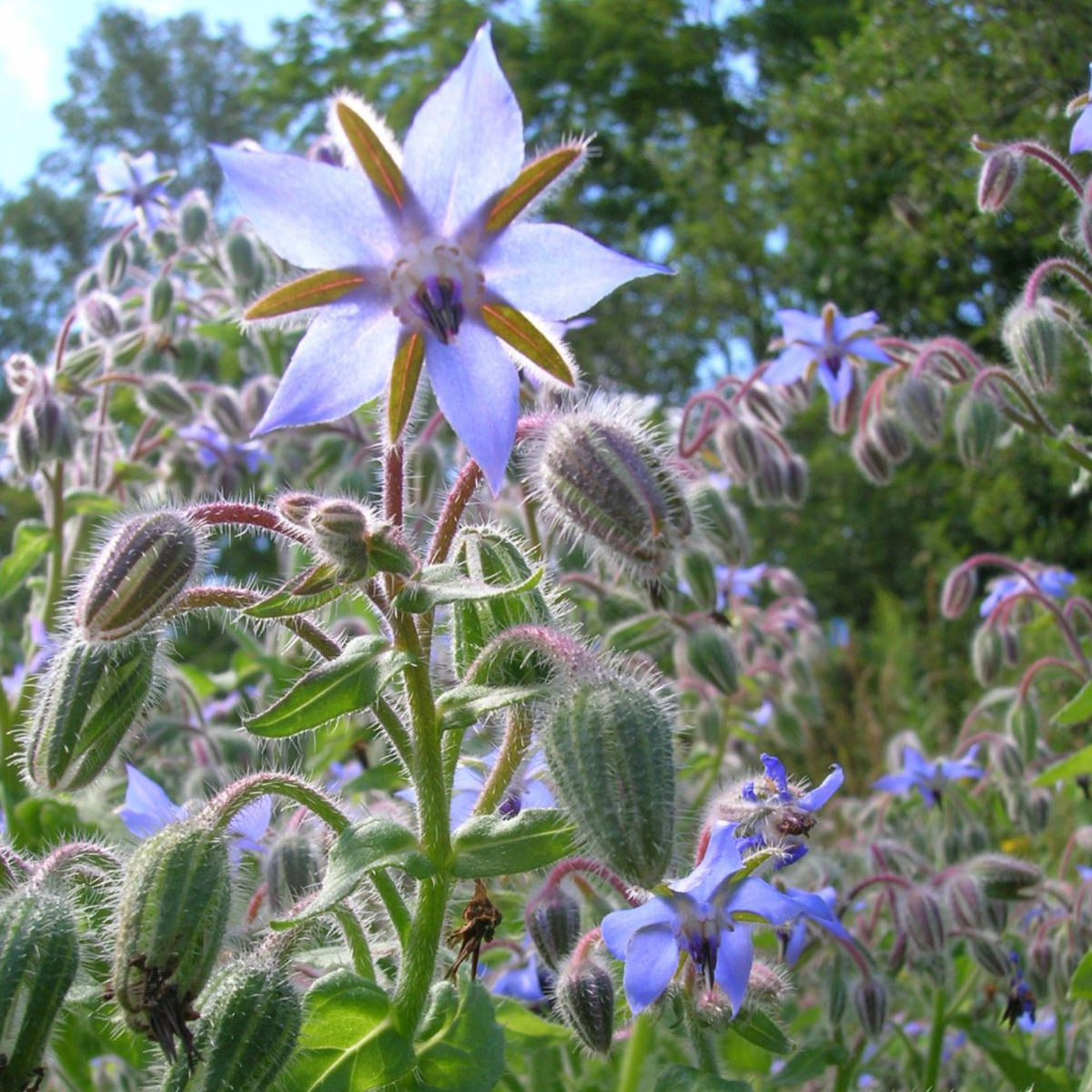 LITTLE SUN SEEDS | BORAGE