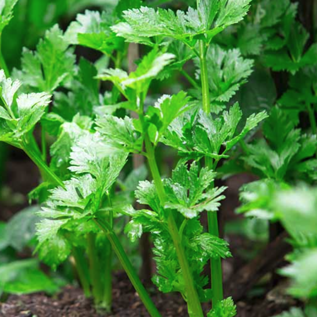 LITTLE SUN SEEDS | ORGANIC CELERY