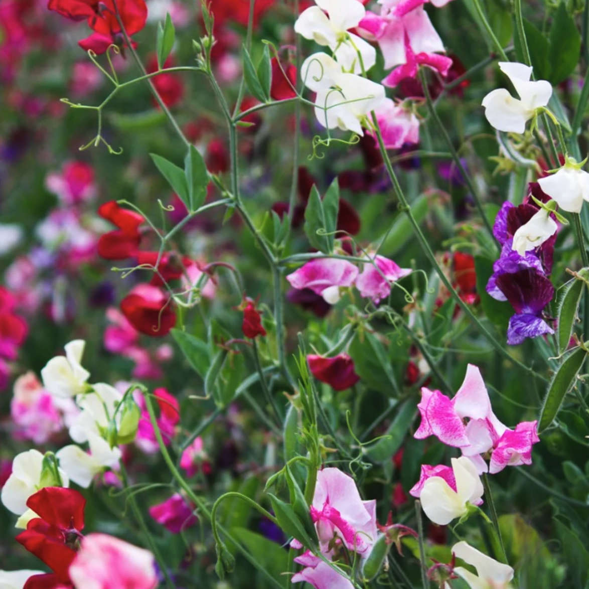 LITTLE SUN SEEDS | HEIRLOOM SWEET PEAS