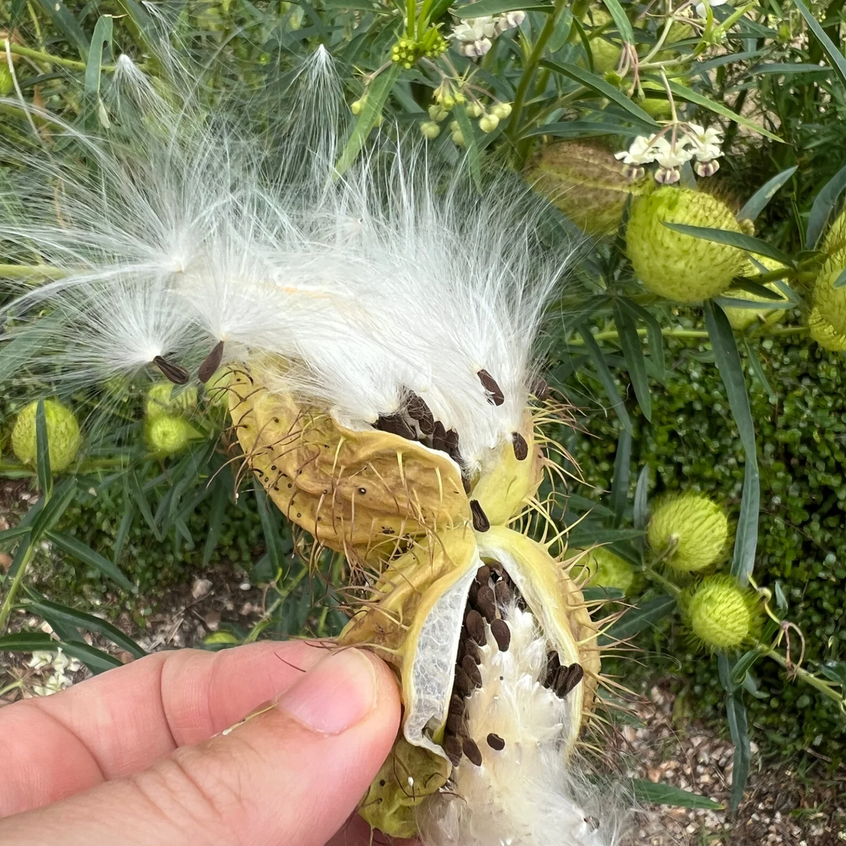 LITTLE SUN SEEDS | SWAN PLANT