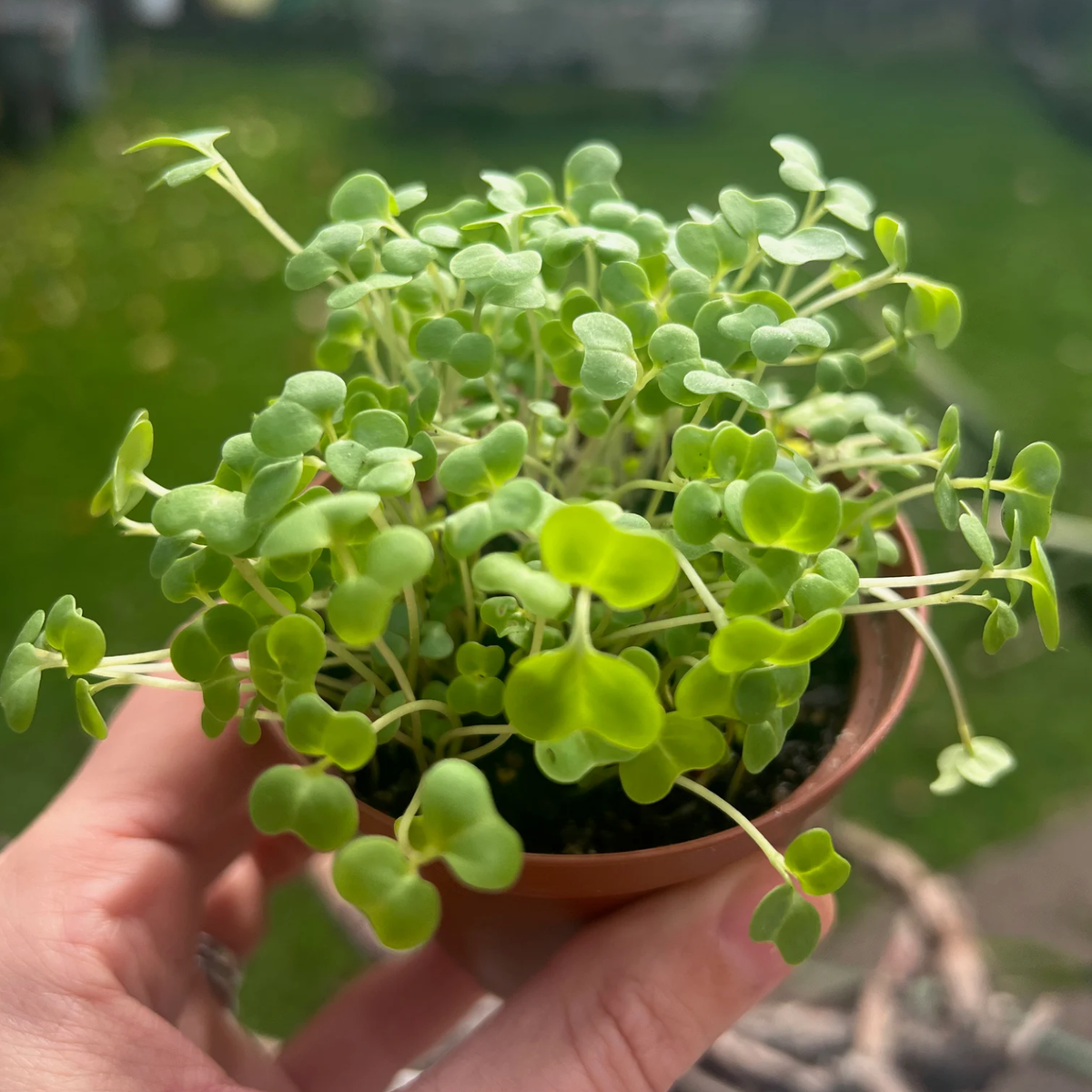 LITTLE SUN SEEDS | BRASSICA MICROGREENS