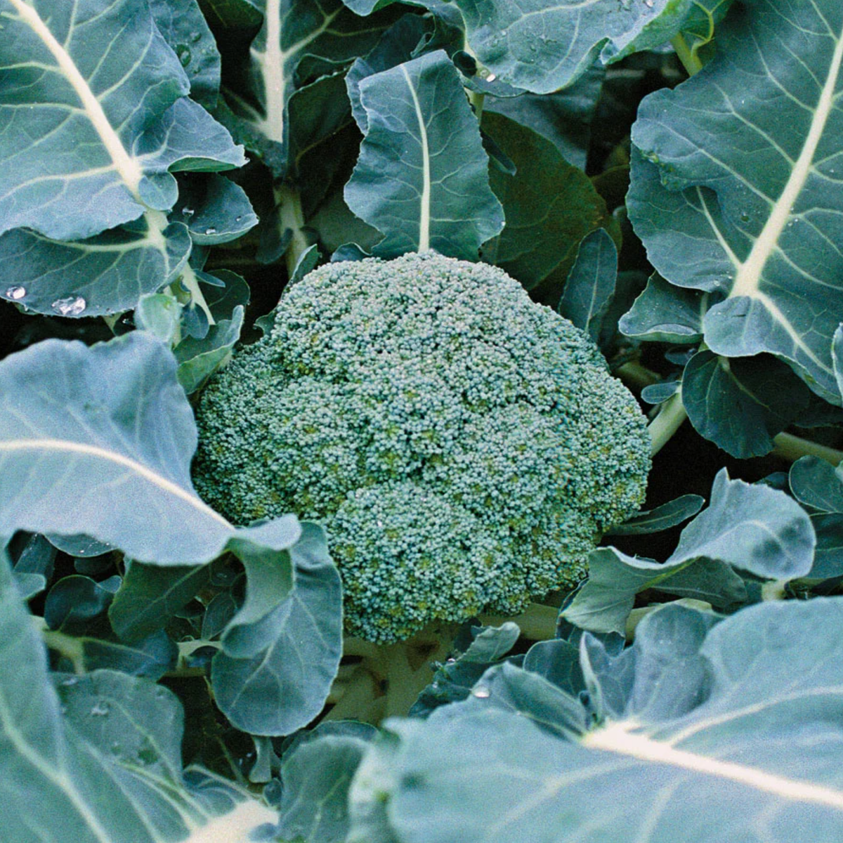 LITTLE SUN SEEDS | ORGANIC BROCCOLI
