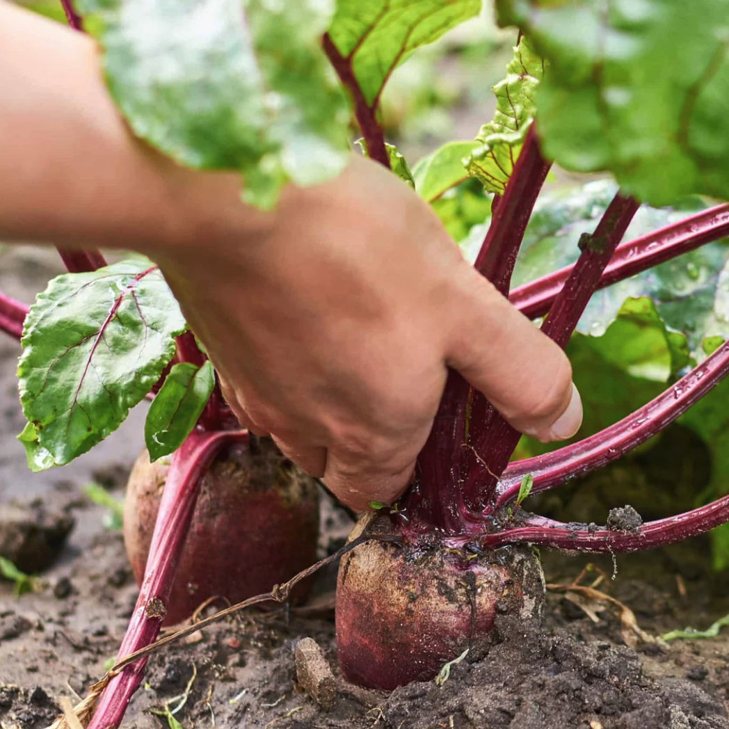 LITTLE SUN SEEDS | ORGANIC BEETROOT