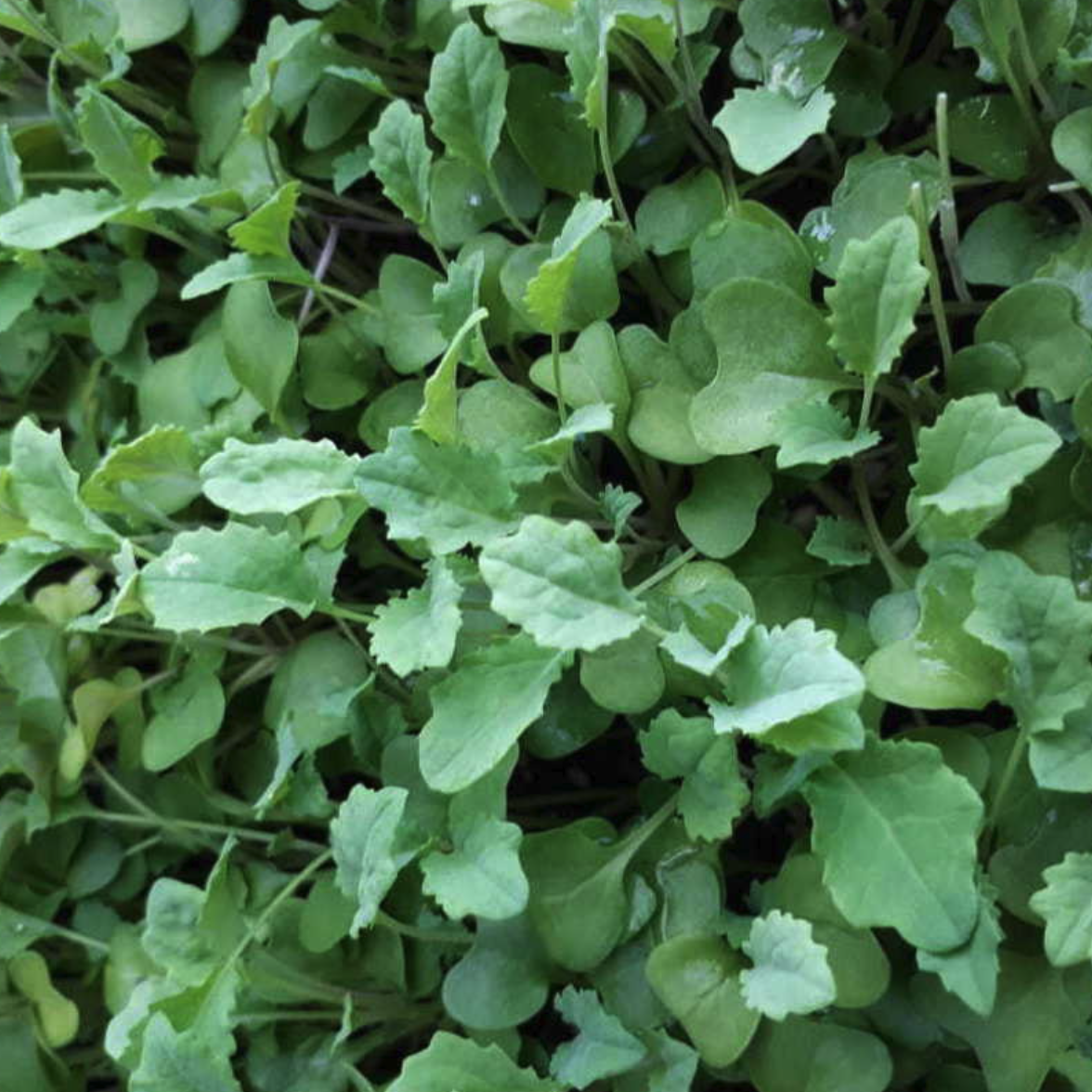 LITTLE SUN SEEDS | CAVOLO NERO