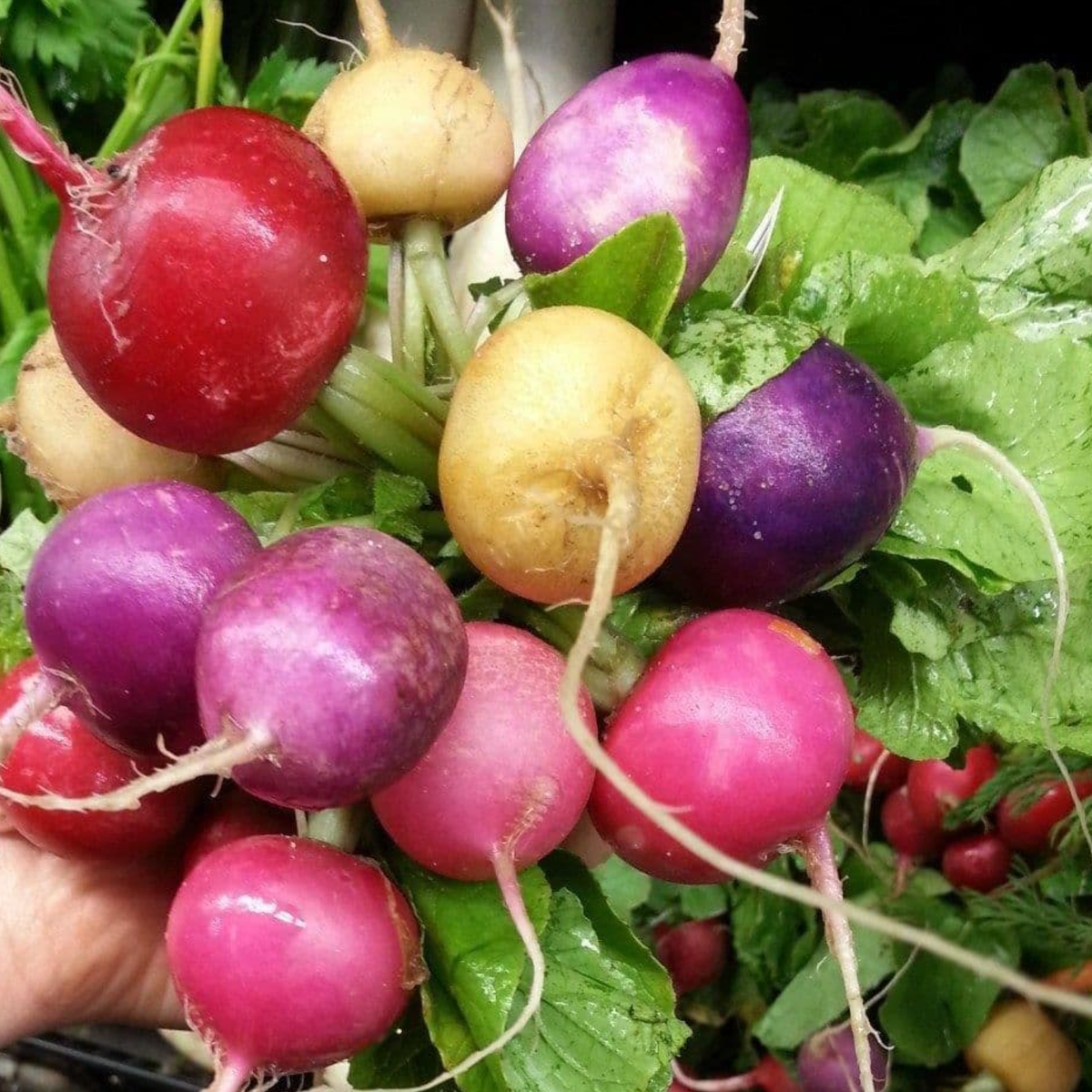 LITTLE SUN SEEDS | RADISH MIX