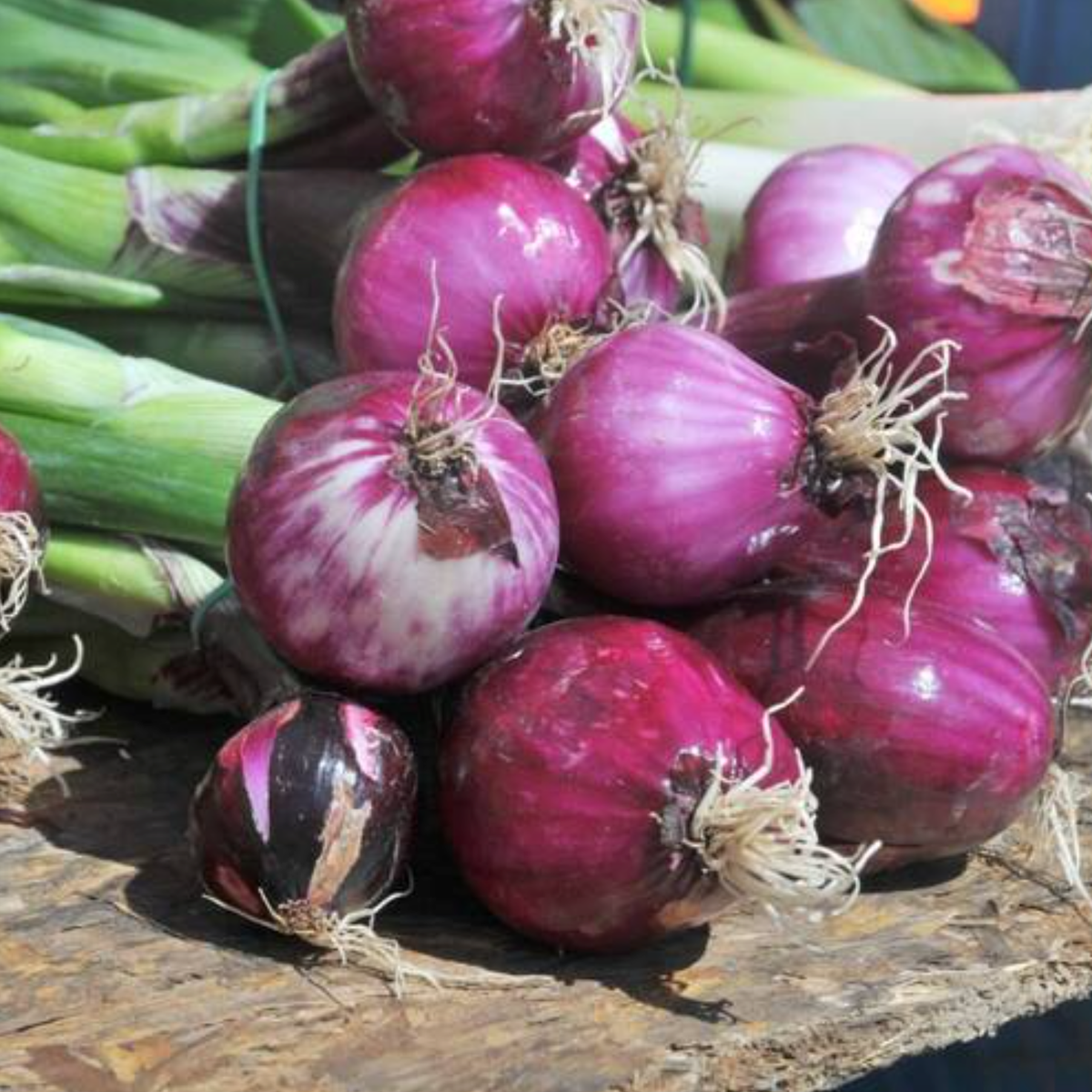 LITTLE SUN SEEDS | ORGANIC RED ONION