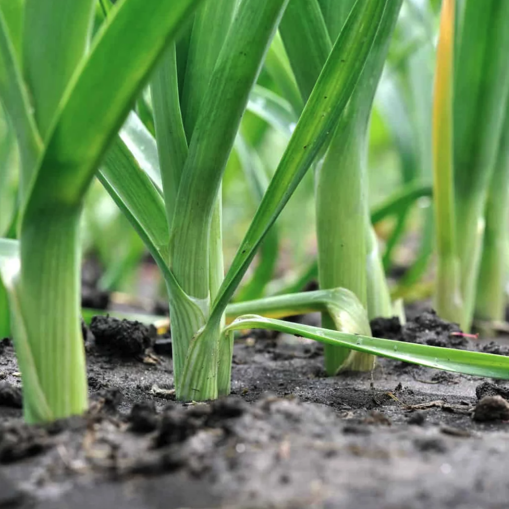LITTLE SUN SEEDS | ORGANIC LEEK
