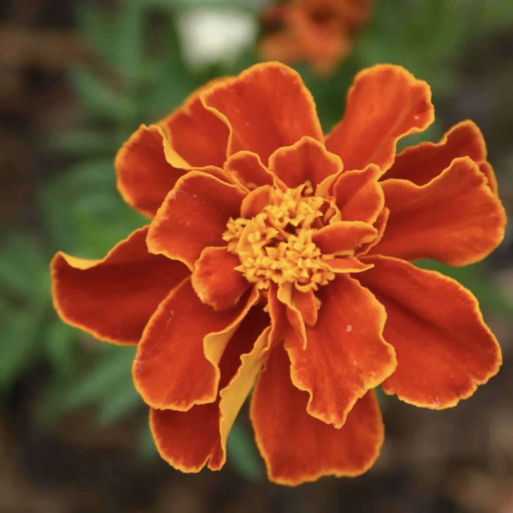LITTLE SUN SEEDS | FRENCH MARIGOLD