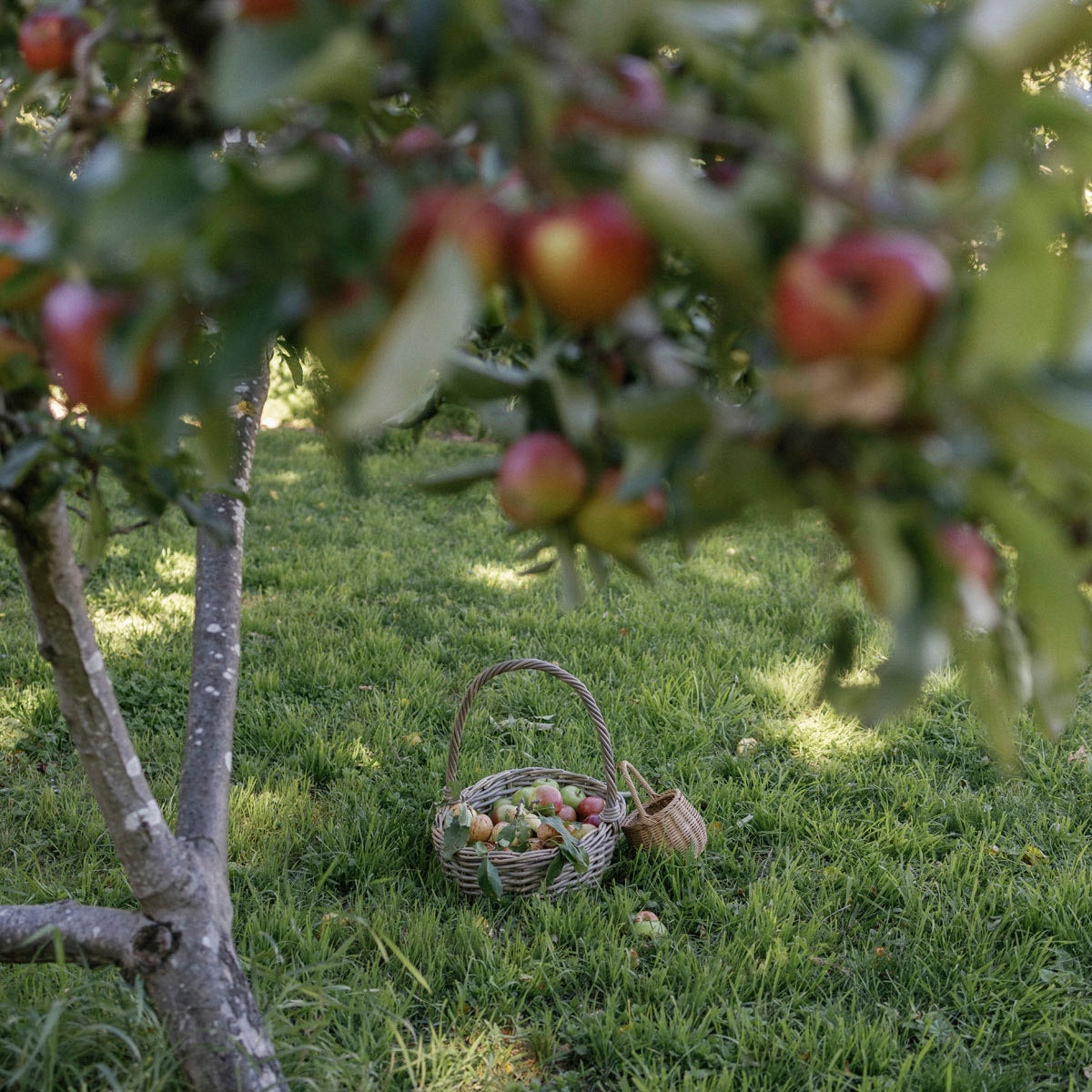 Apple tree with apples and a basket on the ground in an orchard