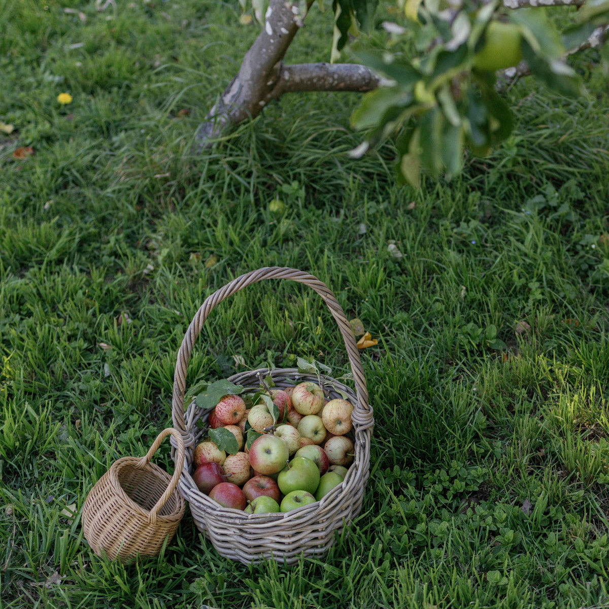 Basket of apples on grass with apple tree in background